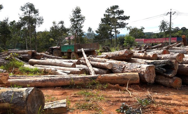Khởi tố 7 cán bộ 'tiếp tay' phá rừng ở Lâm Đồng ảnh 3