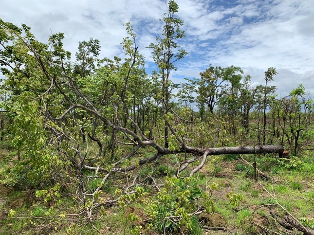 Vì sao rừng tự nhiên  Đăk Lắk giảm hơn 11.600 ha? ảnh 2