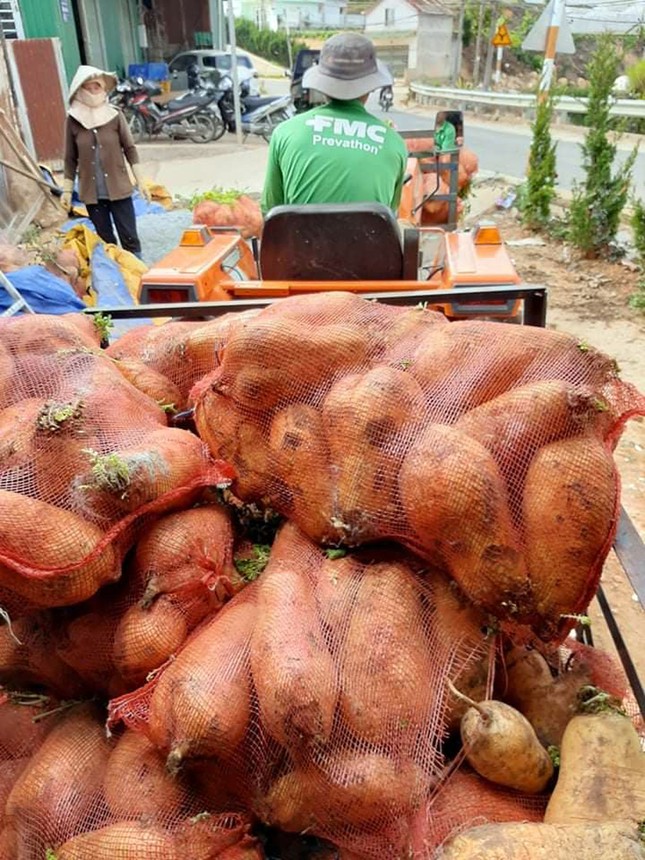 Nhiều nông dân ở Đà Lạt ngậm ngùi đổ bỏ rau do đứt chuỗi liên kết ảnh 1