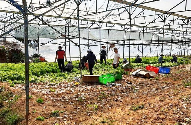 Nhiều nông dân ở Đà Lạt ngậm ngùi đổ bỏ rau do đứt chuỗi liên kết ảnh 2