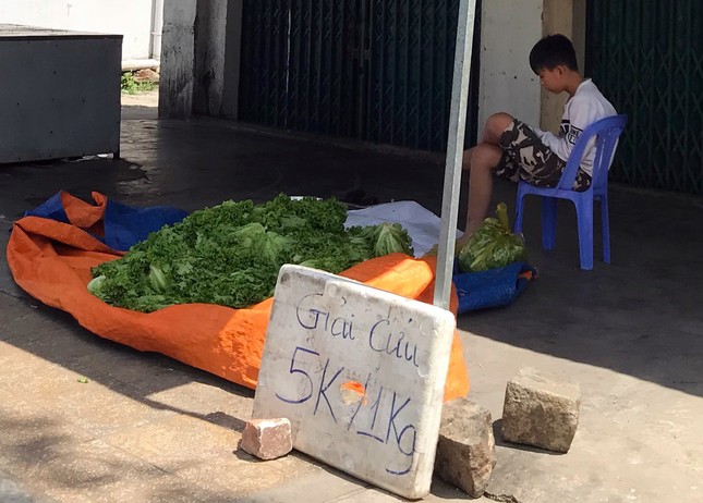 Nhiều nông dân ở Đà Lạt ngậm ngùi đổ bỏ rau do đứt chuỗi liên kết ảnh 3