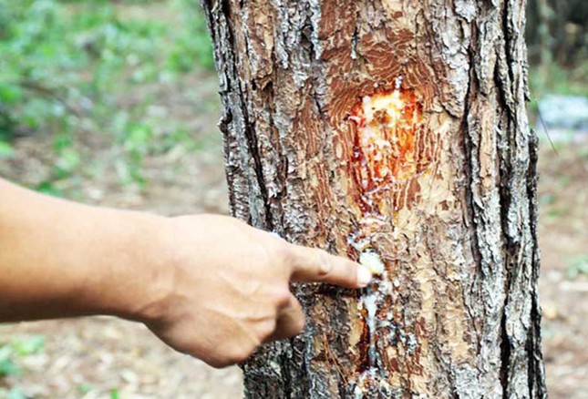 Xác định thủ phạm phá rừng phòng hộ ven đường Đà Lạt-Nha Trang ảnh 1