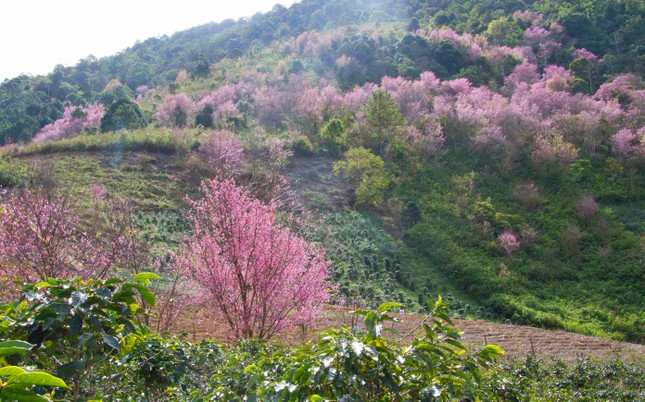 Tết Dương lịch đến Đà Lạt săn mây, ngắm hoa ảnh 1