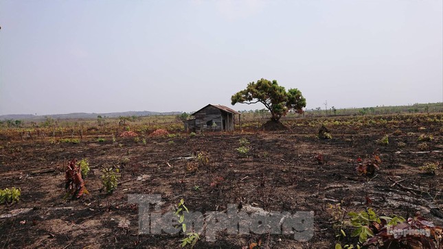 Quan chức để mất hơn 10.500 ha rừng, có nhà gỗ lớn: 'Báo chí vào càng nổi tiếng' ảnh 3