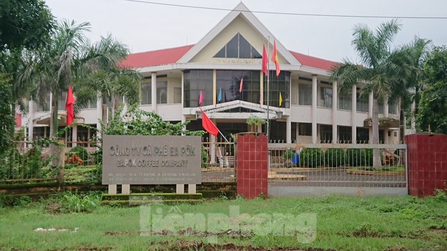 Nhổ cà phê làm khu đô thị: Nông dân đi về đâu? ảnh 1