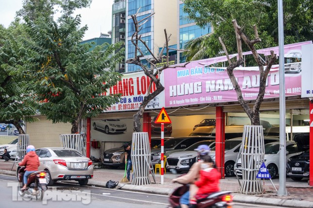 Hàng cây sưa 'trăm tỷ' chết khô trên phố Hà Nội sẽ xử lý thế nào? ảnh 1