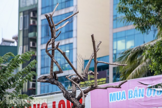 Hàng cây sưa 'trăm tỷ' chết khô trên phố Hà Nội sẽ xử lý thế nào? ảnh 3