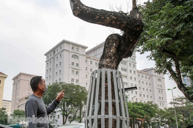 Hàng cây sưa 'trăm tỷ' chết khô trên phố Hà Nội sẽ xử lý thế nào? ảnh 5