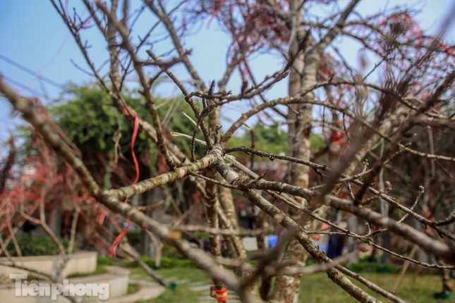 Tận thấy những cành đào dán tem đầu tiên xuất hiện tại Hà Nội ảnh 10