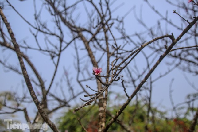 Tận thấy những cành đào dán tem đầu tiên xuất hiện tại Hà Nội ảnh 11