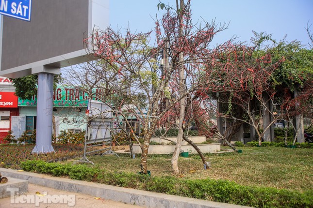 Tận thấy những cành đào dán tem đầu tiên xuất hiện tại Hà Nội ảnh 1