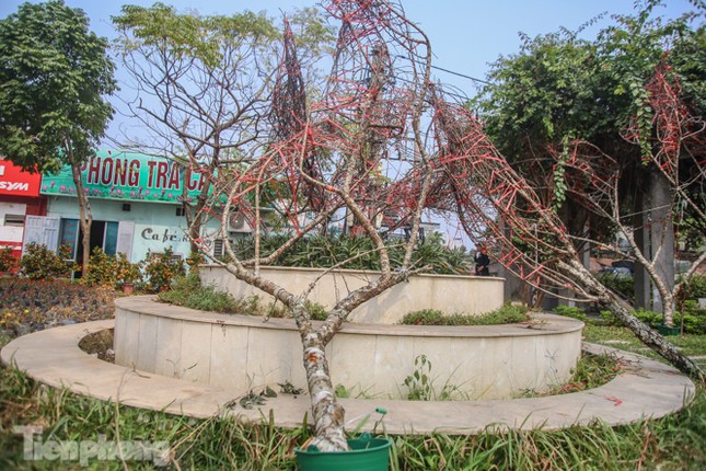 Tận thấy những cành đào dán tem đầu tiên xuất hiện tại Hà Nội ảnh 5