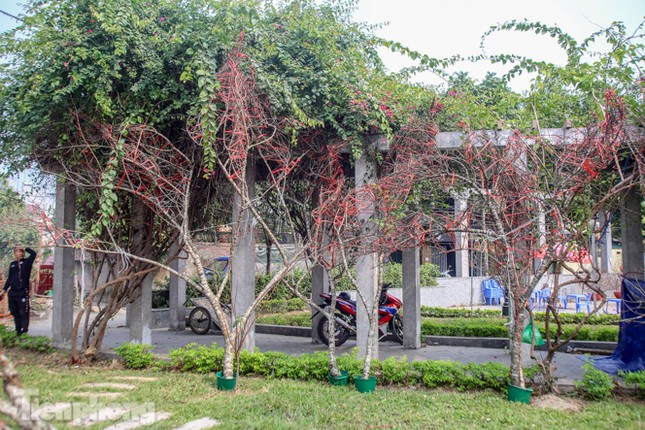 Tận thấy những cành đào dán tem đầu tiên xuất hiện tại Hà Nội ảnh 6