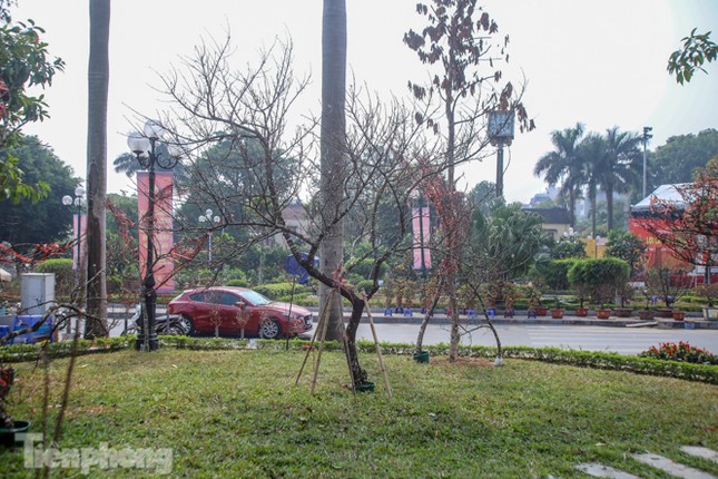 Tận thấy những cành đào dán tem đầu tiên xuất hiện tại Hà Nội ảnh 7
