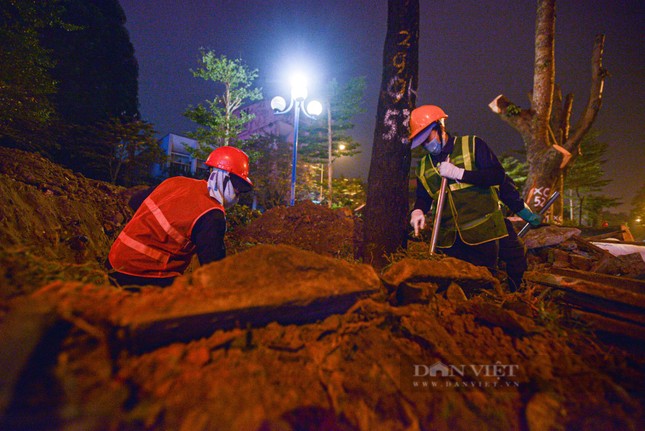 Xuyên đêm đốn hạ, di dời hơn 400 cây xanh để mở rộng đường ở Hà Nội ảnh 4
