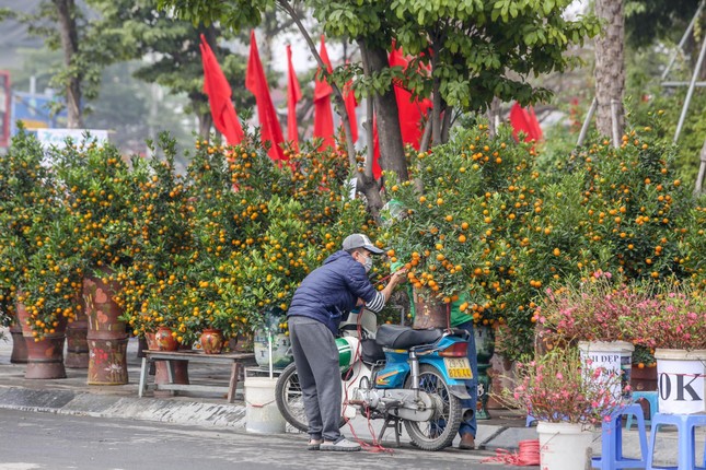 Không khí Tết tràn ngập chợ hoa xuân mở sớm nhất Hà Nội ảnh 13