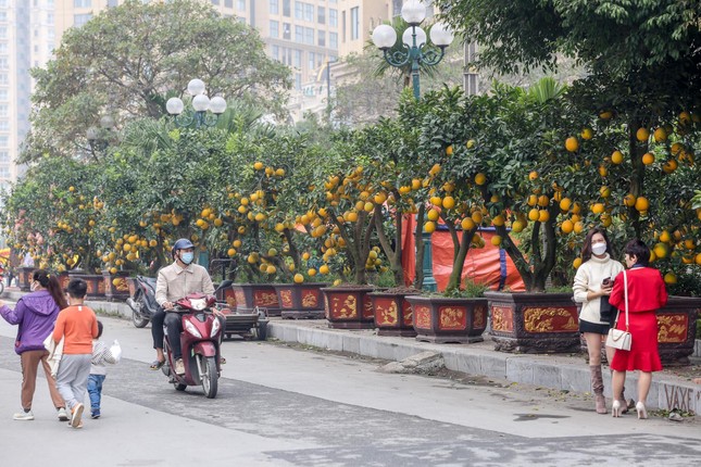 Không khí Tết tràn ngập chợ hoa xuân mở sớm nhất Hà Nội ảnh 2
