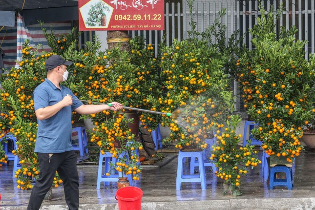 Không khí Tết tràn ngập chợ hoa xuân mở sớm nhất Hà Nội ảnh 5