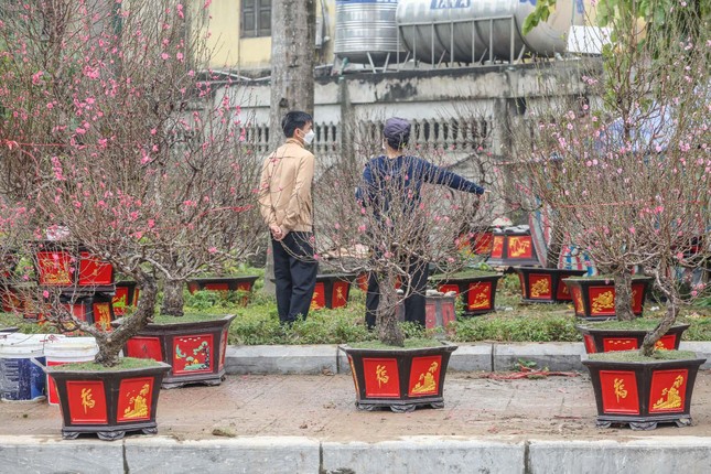 Không khí Tết tràn ngập chợ hoa xuân mở sớm nhất Hà Nội ảnh 8