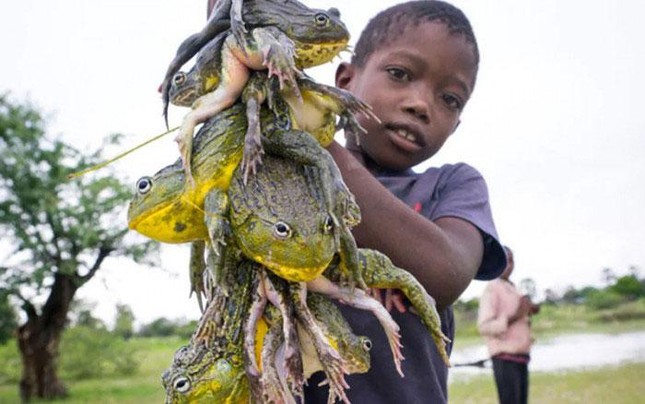 Vì sao người châu Phi lại ăn loài ếch khổng lồ cực độc này? ảnh 3
