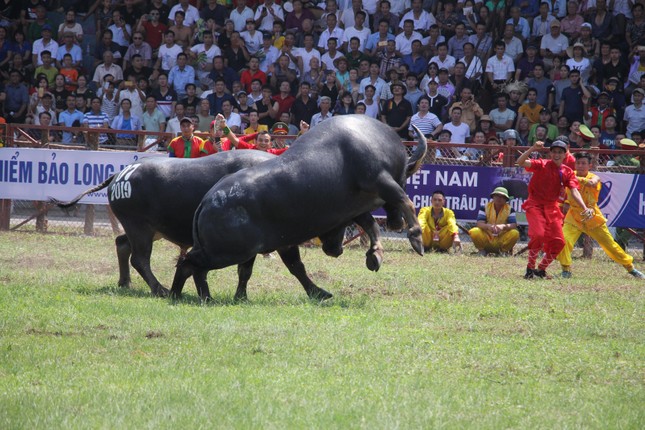 Trâu số 07 vô địch Lễ hội chọi trâu Đồ Sơn năm 2019 ảnh 7