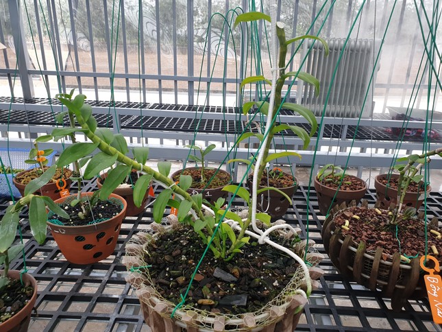 Công an thông tin vụ giao dịch lan đột biến gần 300 tỷ ảnh 3