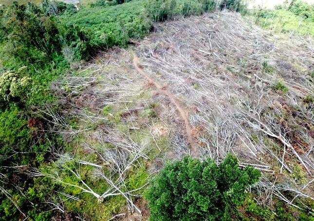 Xót xa hình ảnh khoảng rừng bị 'cạo trọc', cây đốn hạ ngổn ngang ở Kon Tum ảnh 9