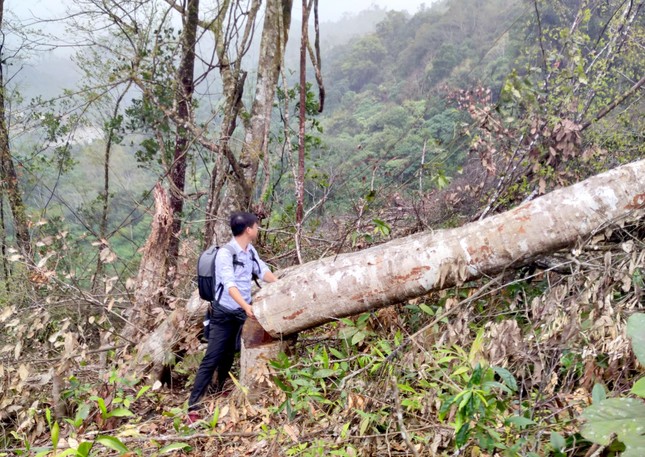Xót xa hình ảnh khoảng rừng bị ‘cạo trọc’, cây đốn hạ ngổn ngang ở Kon Tum