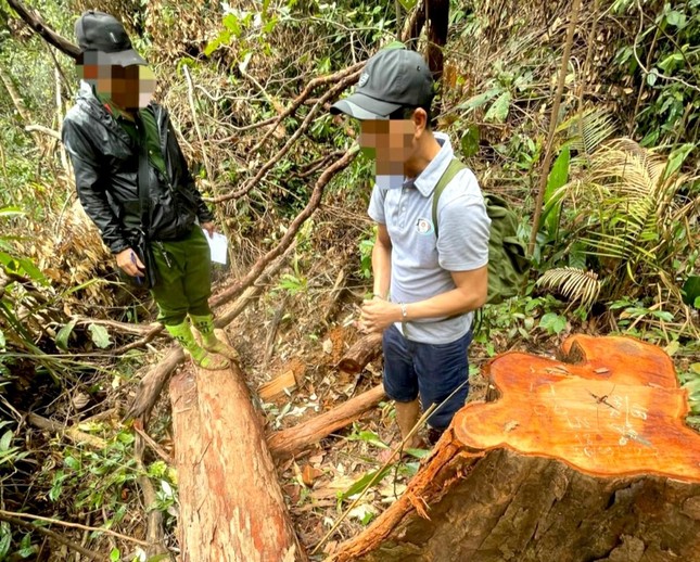 Hành trình truy bắt lâm tặc đốn hạ hơn 147m3 gỗ ở Kon Tum ảnh 2