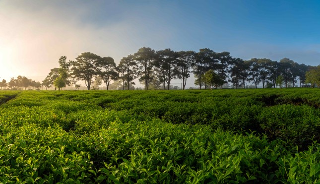 Thảng thốt trước loạt cảnh đẹp quanh phố núi Pleiku ảnh 11