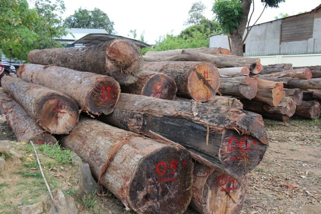 Kỷ luật nhiều kiểm lâm để trùm gỗ lậu Phượng “râu” lộng hành