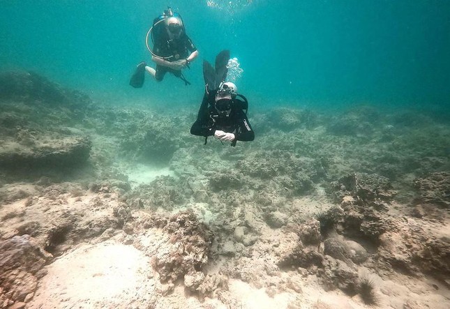 Khánh Hòa tạm dừng du lịch lặn biển để cứu san hô ở Hòn Mun ảnh 3