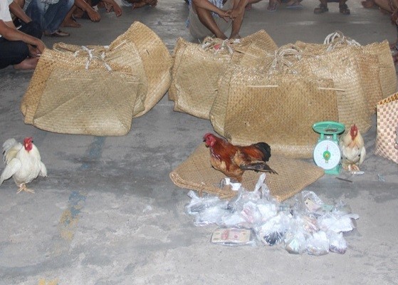 Triệt phá tụ điểm đá gà ăn tiền, tạm giữ 25 đối tượng ảnh 1