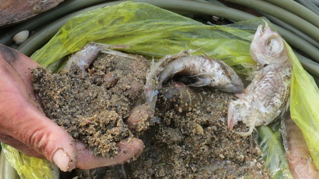 Ngư dân lặn biển kể gì? ảnh 3