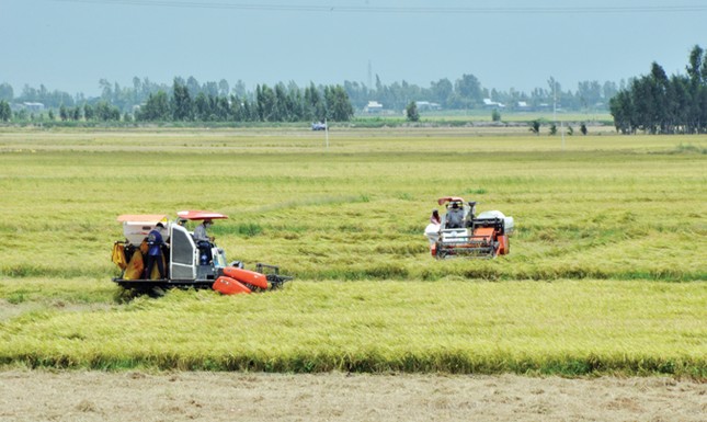 Tỷ phú trên “Cánh đồng chó ngáp“ ảnh 2