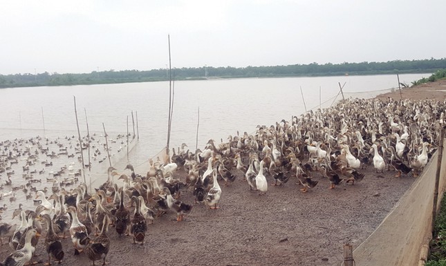 Từ nông dân tới Doanh nhân Ðoàn Văn Vươn ảnh 2