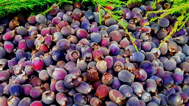 Gặp “kỳ nữ” sim Măng Đen ảnh 2