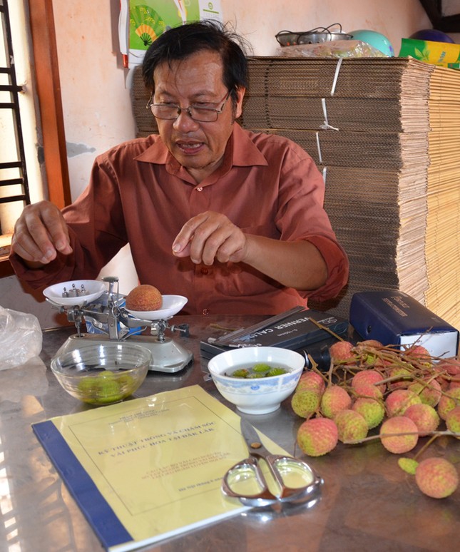 Mật ngọt vải thiều trên đất Tây Nguyên ảnh 1