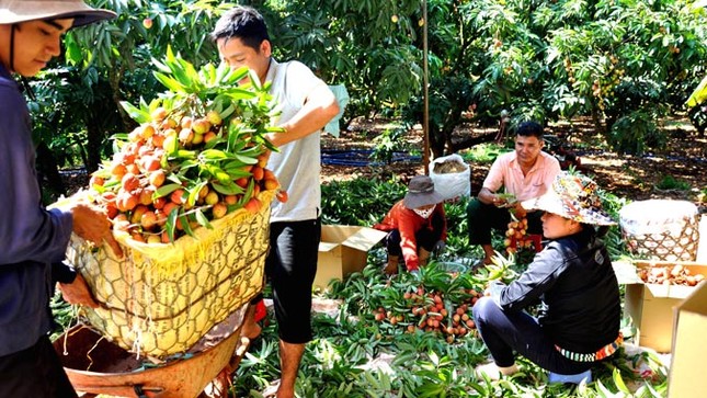 Mật ngọt vải thiều trên đất Tây Nguyên ảnh 2