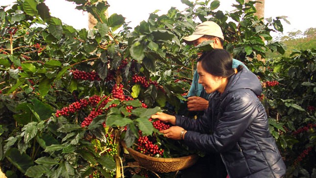Nhà sáng chế 'hai lúa' ở xứ cà phê ảnh 1