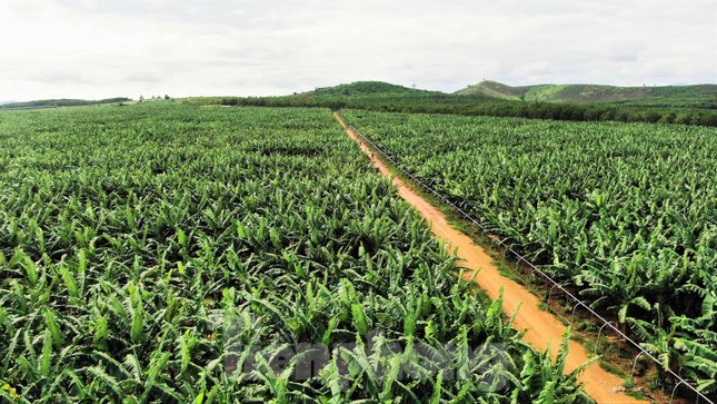 Tết vui, cùng bay theo ròng rọc chuối xuất khẩu ảnh 2