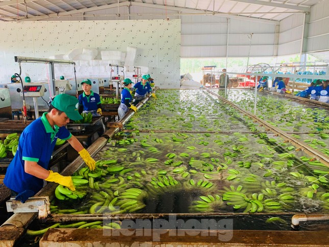 Tết vui, cùng bay theo ròng rọc chuối xuất khẩu ảnh 4