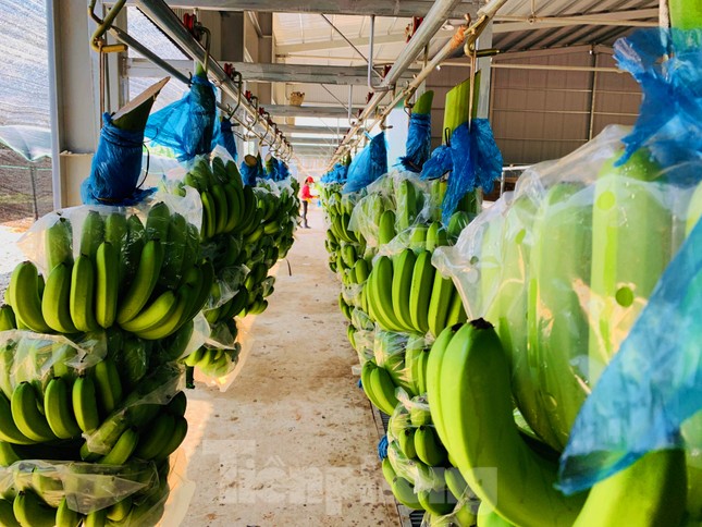 Tết vui, cùng bay theo ròng rọc chuối xuất khẩu ảnh 9