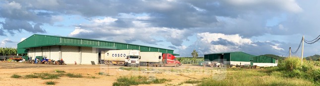Tết vui, cùng bay theo ròng rọc chuối xuất khẩu ảnh 10