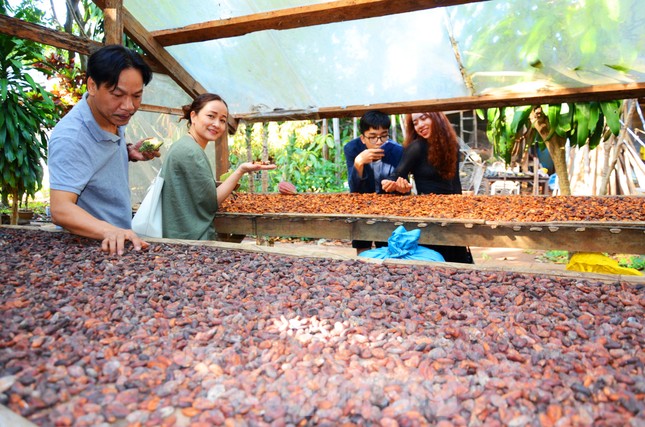 Du xuân với vườn ca cao muôn màu trên Tây Nguyên ảnh 9