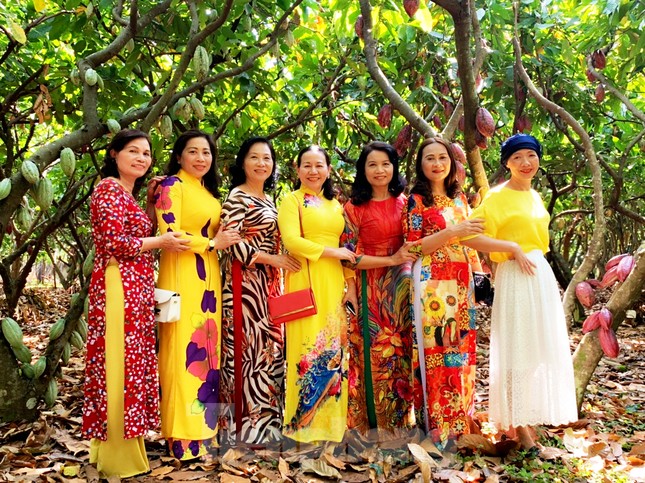 Du xuân với vườn ca cao muôn màu trên Tây Nguyên ảnh 1