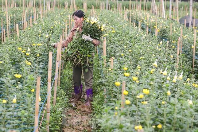 Rằm tháng Giêng, làng Tây Tựu lo 'sốt vó' vì hoa ế ẩm ảnh 2