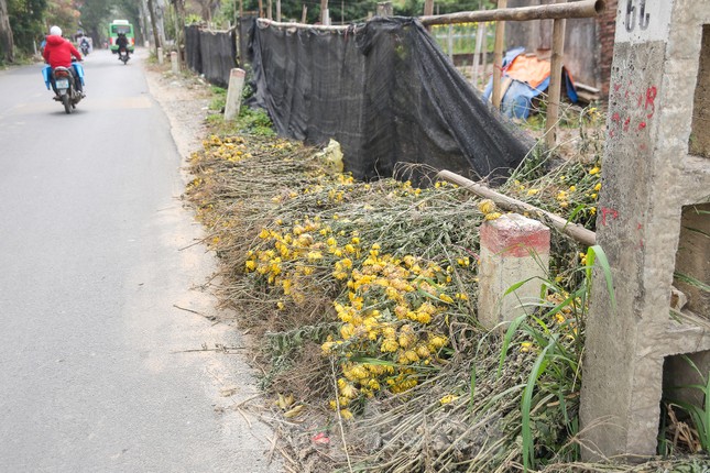 Rằm tháng Giêng, làng Tây Tựu lo 'sốt vó' vì hoa ế ẩm ảnh 4