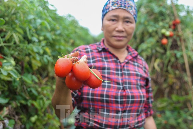 200 tấn rau củ quả 'ế', người dân Hà Nội đổ ngoài đồng ảnh 1