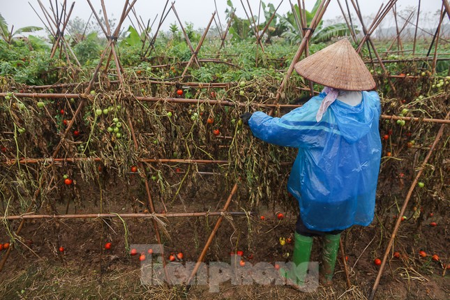 200 tấn rau củ quả 'ế', người dân Hà Nội đổ ngoài đồng ảnh 8